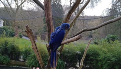 Voyage en Allemagne - Zoo de Wuppertal