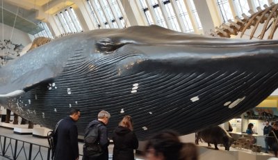 Séjour en Angleterre des élèves 5eE et 5eF - Janvier 2026