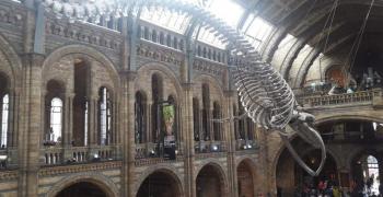 Visite du natural history museum - Voyage en Angleterre - Juin 2019