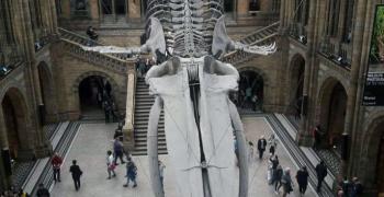 Visite du natural history museum - Voyage en Angleterre - Juin 2019