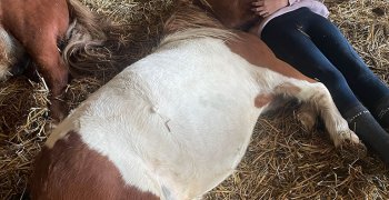Sortie à la ferme - Section scolaire Équitation